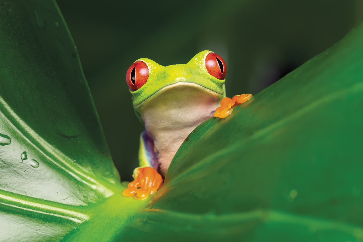 Image of a light green frog with red eyes on a leaf