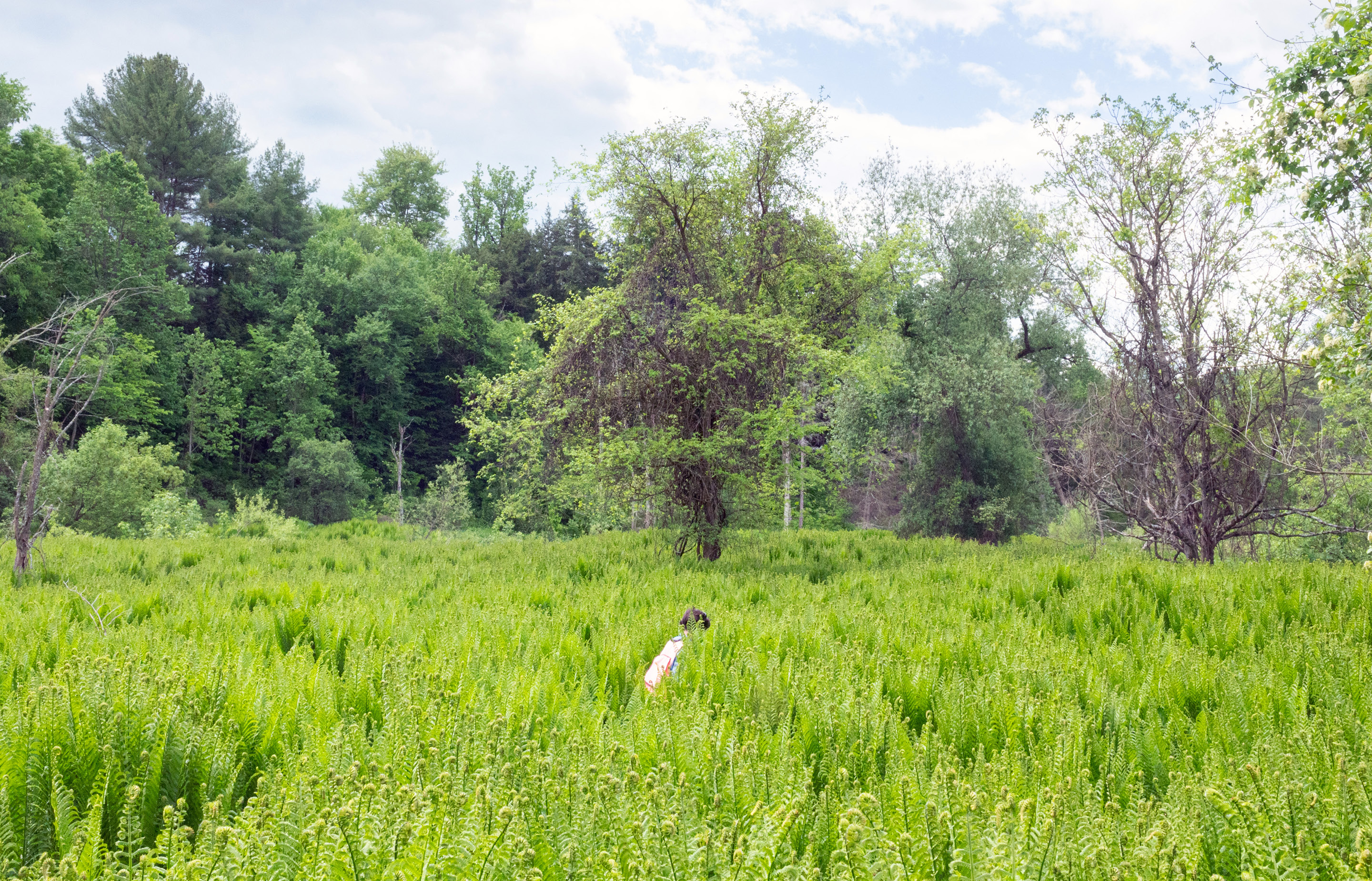 Vermont State Botanist Grace Glynn ’14 surveys a false mermaid-weed habitat